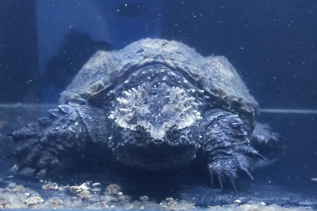  p>佛鳄是拟鳄龟属下的一个亚种,全称 a target="_blank" href="/item