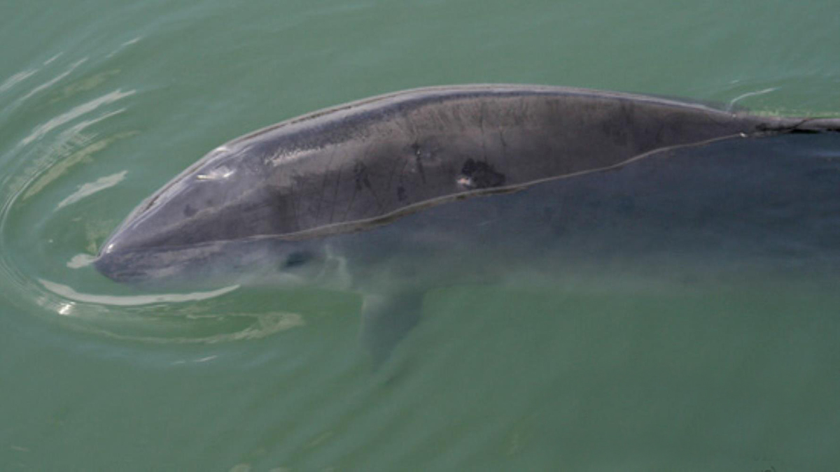  p>侏抹香鲸( i>kogia sima /i>):是小抹香鲸科,小抹香鲸属的 一种