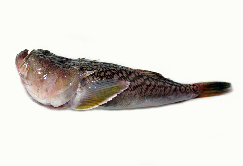  p>日本鰧(学名: i>uranoscopus japonicus /i>)是鰧科鰧属的一种鱼类