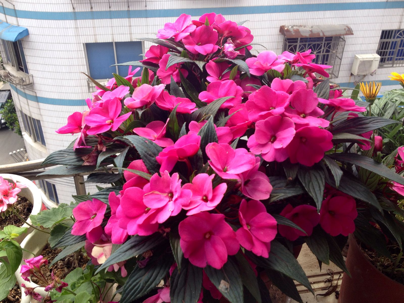 夏季怎么把凤仙花盆栽养开花？何必为难凤仙花，怕热不知道吗？_百科TA说