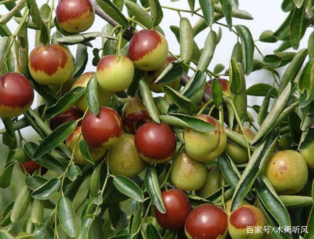 种植的枣树为何会落花落果严重？什么原因？如何防治？_百科TA说