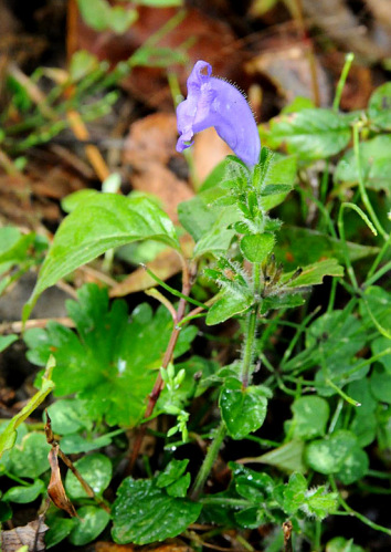 championella xanthantha