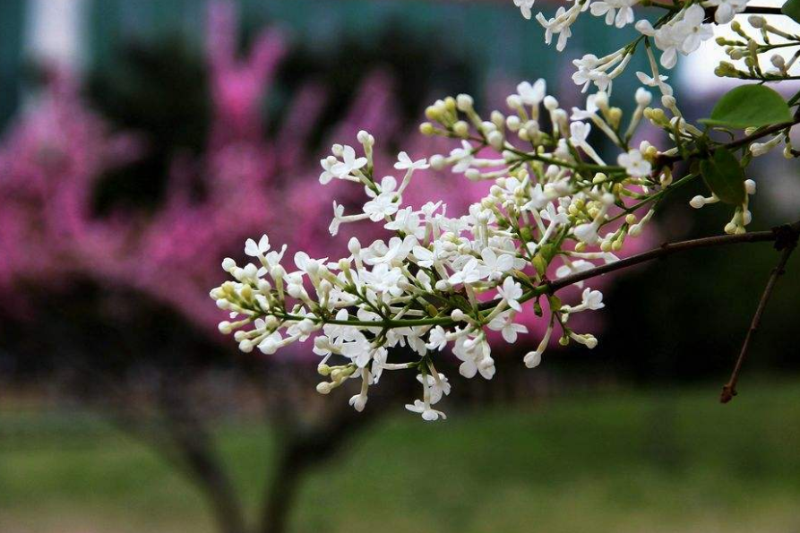 “蜜源”植物丁香花，养1盆，香气宜人，妙用多多，值得尝试！_百科TA说