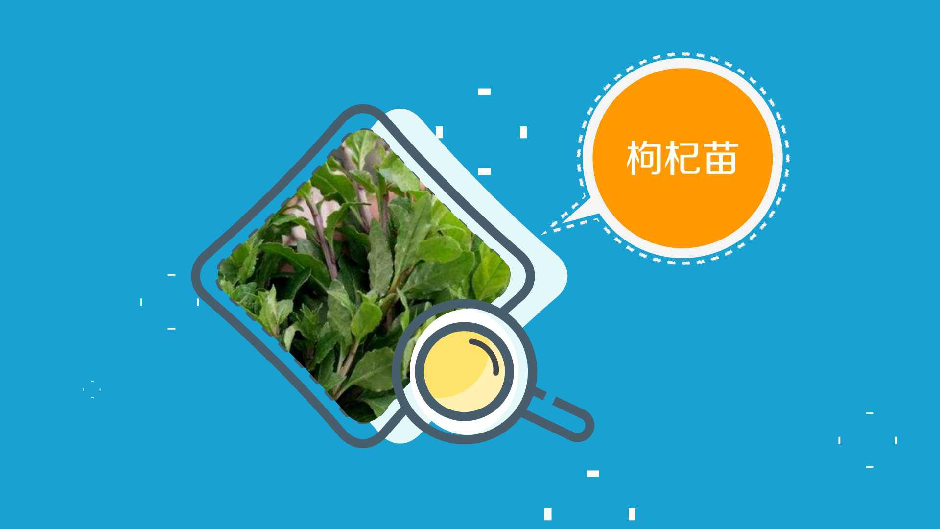 枸杞苗:又名甜菜、地仙苗