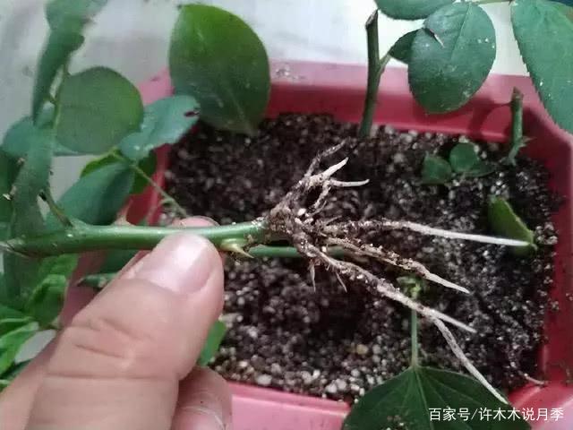这样扦插月季，百分百扦插成功，快速生根不黑杆，详细图文教程_百科TA说