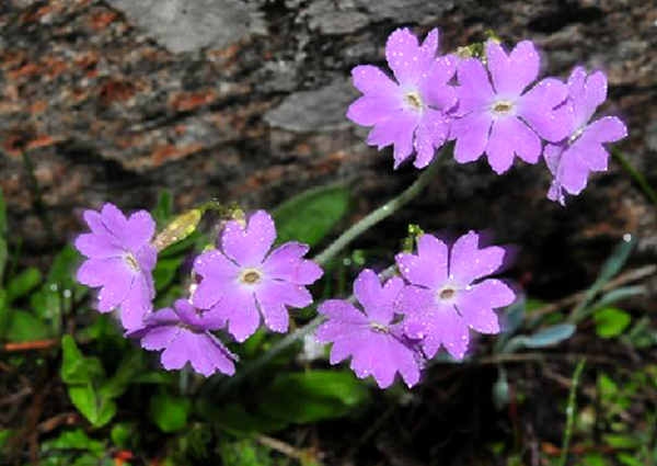  p>阔萼粉报春(学名: i>primula knuthiana /i> pax):报春花科报春花