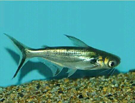  p>小蓝鲨, a target="_blank" href="/item/观赏鱼/1412447" data