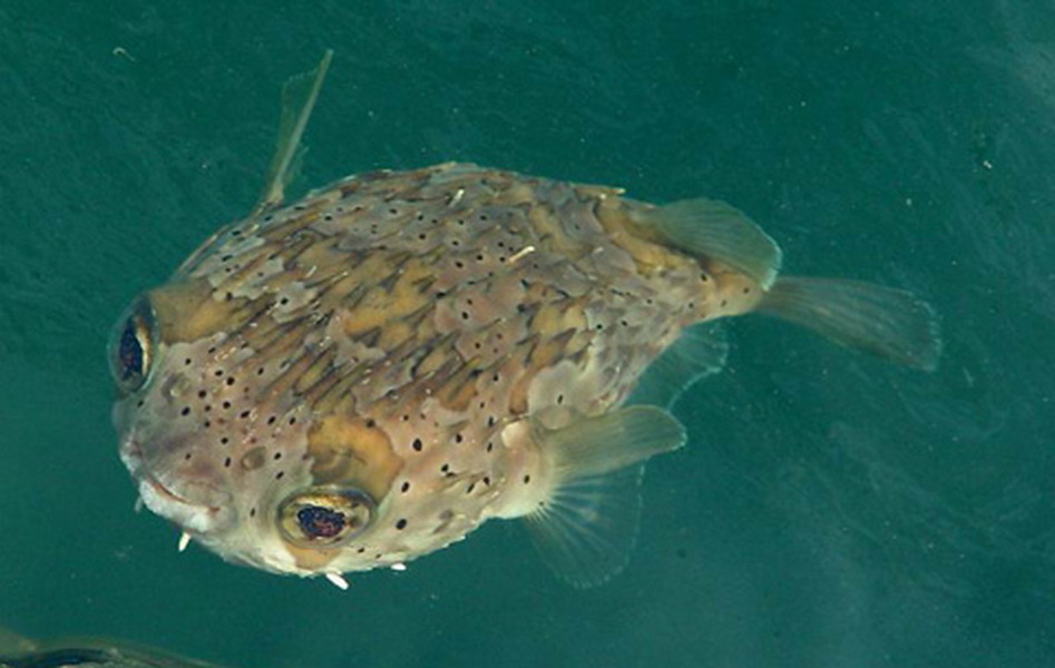  p data-id="go1k9sfjvq">河豚(pufferfish, pu