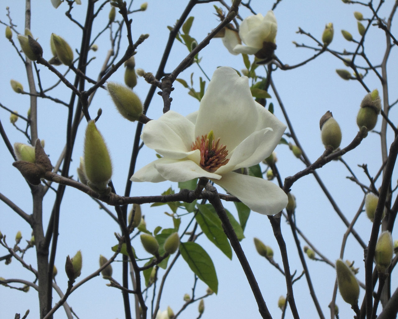  p>木兰科, a target="_blank" href="/item