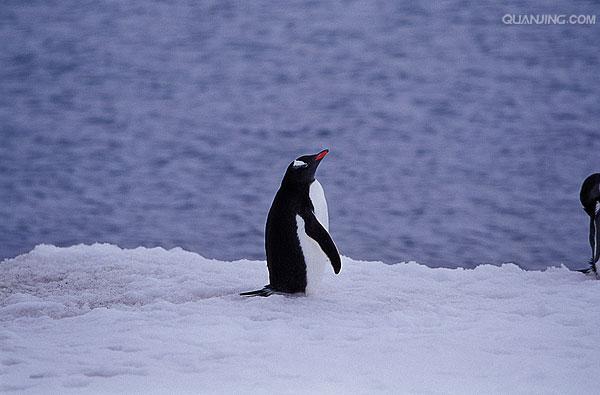  p>南极(antarctica),被人们称为第七大陆,是地球上最后一个被发现