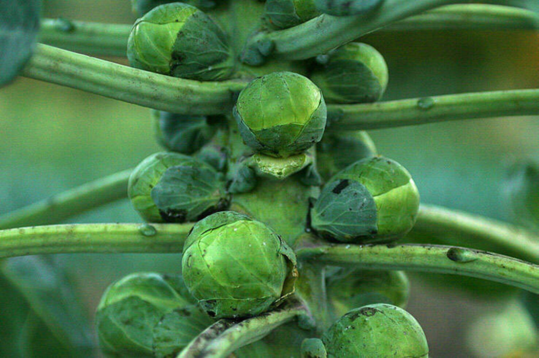 brassica oleracea var. gemmifera