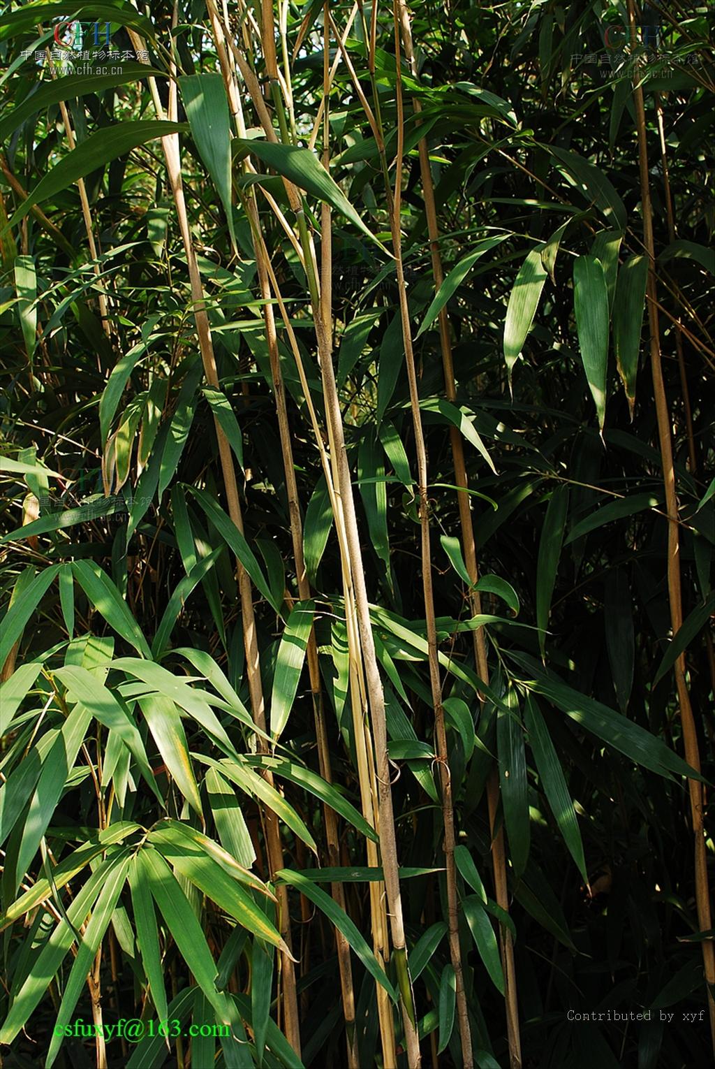  p>花叶矢竹是 a target="_blank" href="/item/矢竹/7788052" data