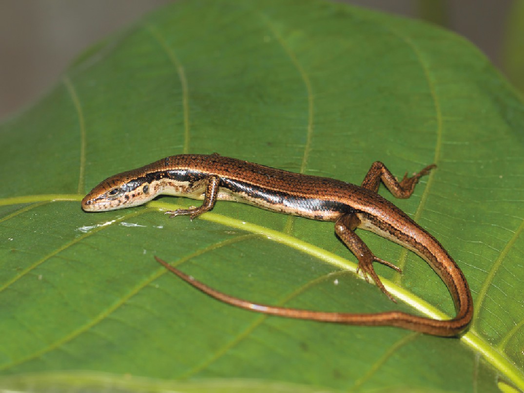  p>长肢滑蜥,石龙子科滑蜥属物种,耳孔前缘无瓣突,耳孔大于睑窗.