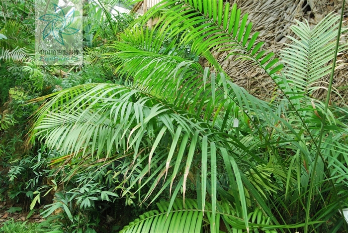 daemonorops margaritae (hance) becc.