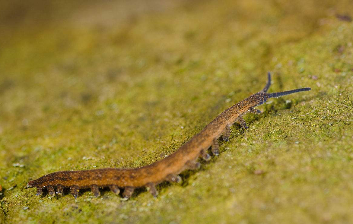 velvet worm