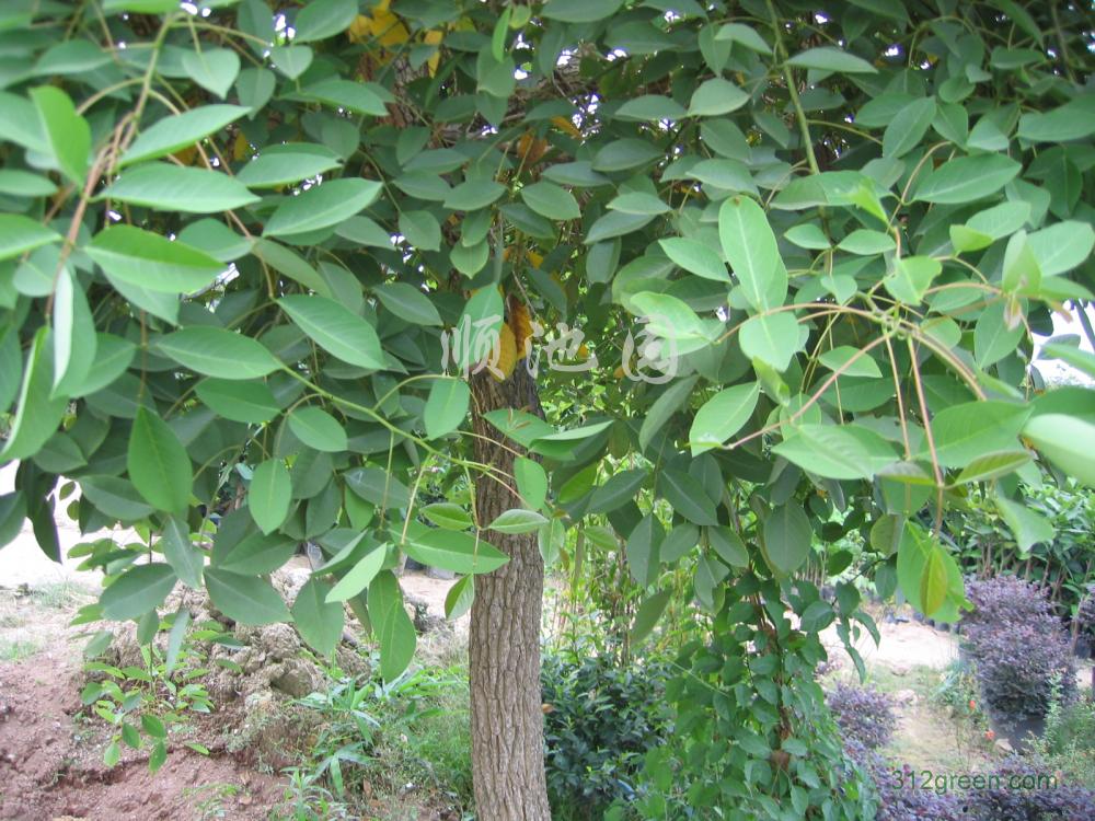  p>刺桐(学名: i>erythrina variegata /i> linn.