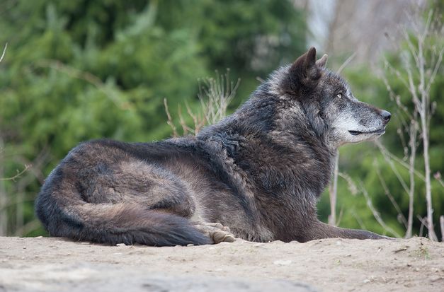  p>加拿大森林狼(学名: i>canis lupus occidentalis /i>):是食肉目