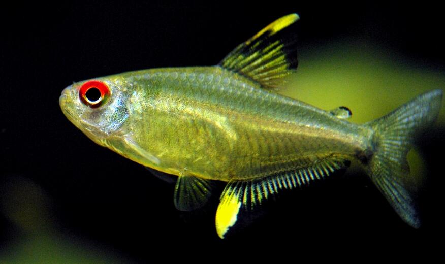  p data-id="gnbrvjan5t">柠檬灯鱼,学名为丽