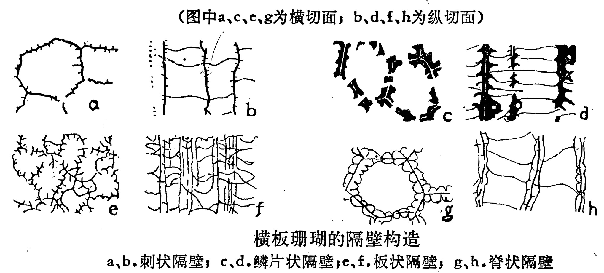 横板珊瑚目