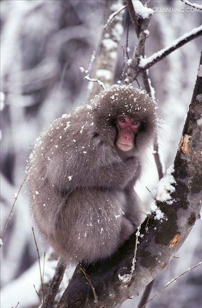  p> a href="#" data-lemmaid="111617">日本 /a>猕猴(学名: i>macaca