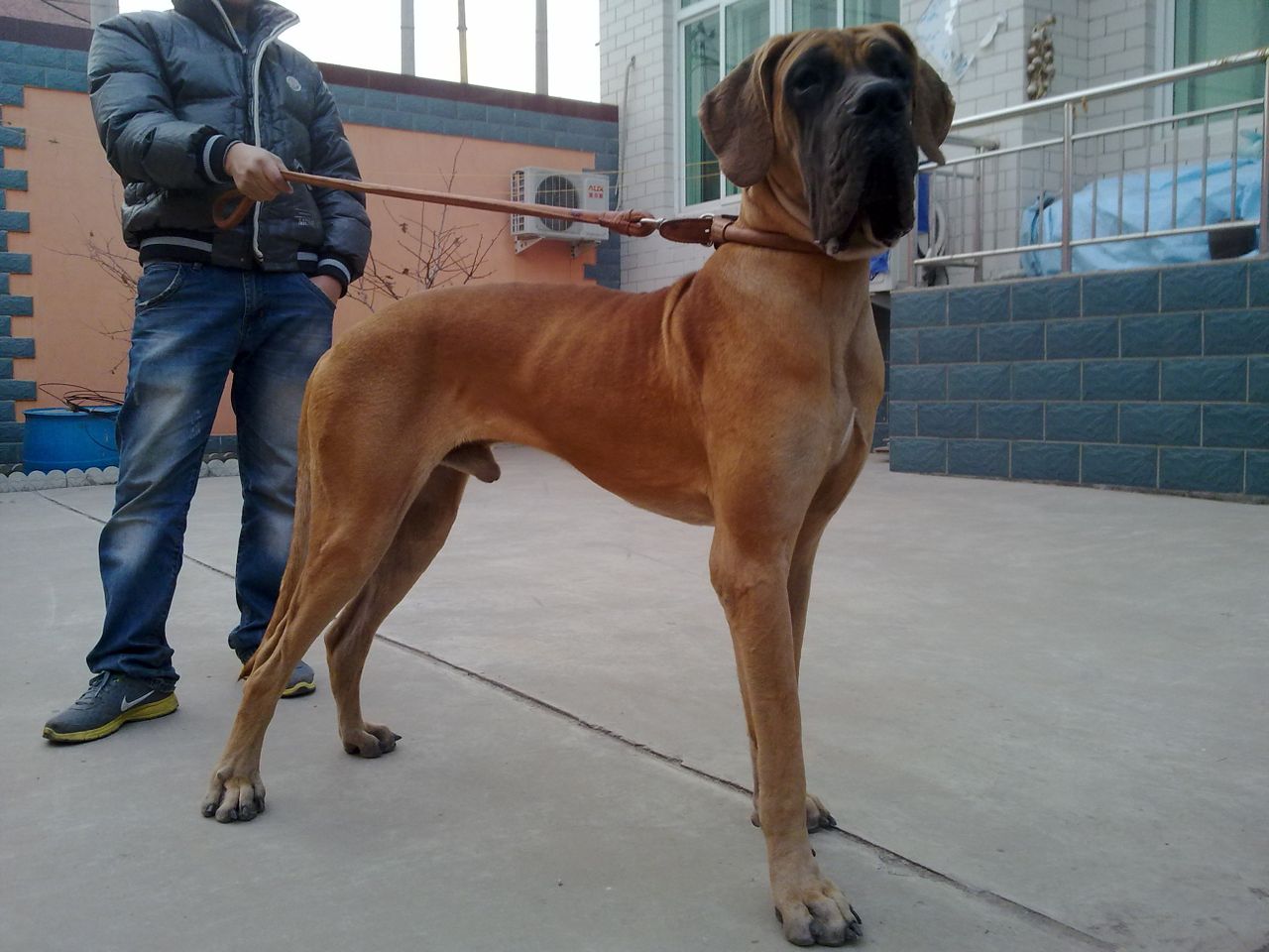  p>大丹犬(great dane)原产于 a href="#" data-lemmaid="147953">