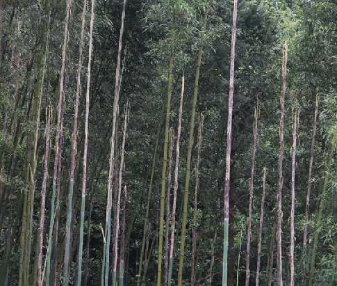  p>台湾桂竹(学名: i>phyllostachys makinoi  /i>hayata)是 a>禾本科