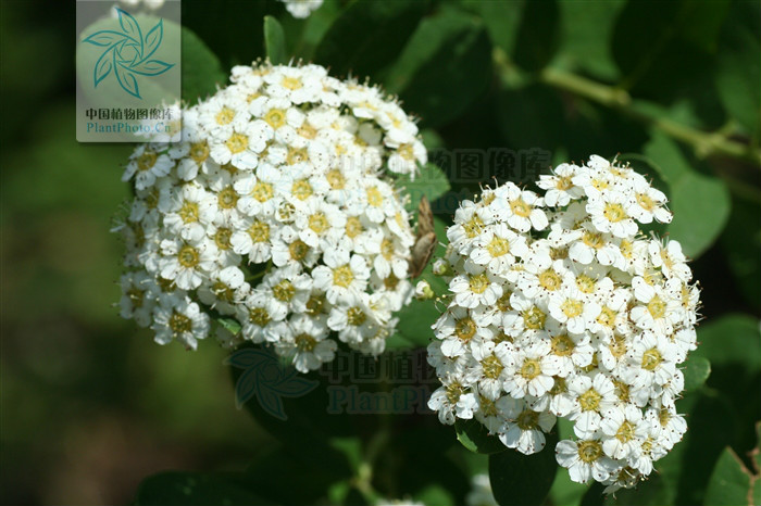  p>毛果绣线菊(学名: i>spiraea trichocarpa /i> nakai.