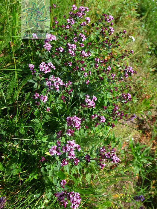 micromeria formosana