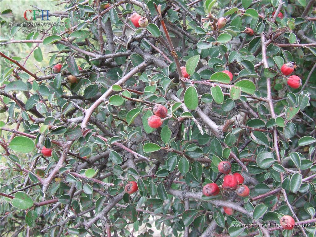 cotoneaster fangianus