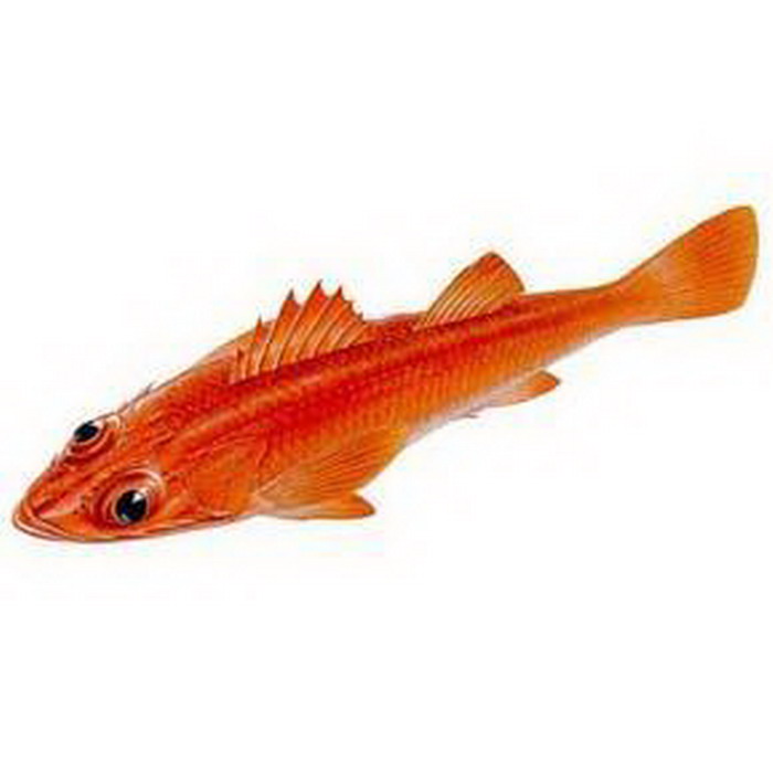  p> b>短鲬, /b> a href="#" data-lemmaid="8074290">学名 /a>: i> 