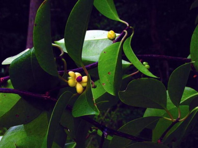  p>吹风散是一种植物,可做药材,有治肠炎的功效. /p>
