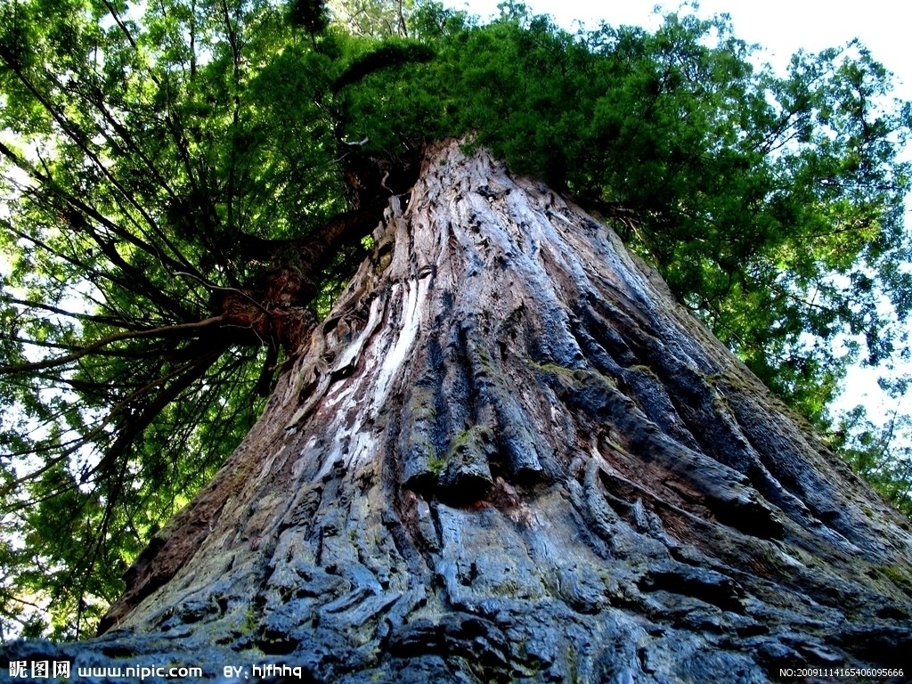  p>巨杉属(学名:sequoiadendron buchholz) , a target="_blank" href