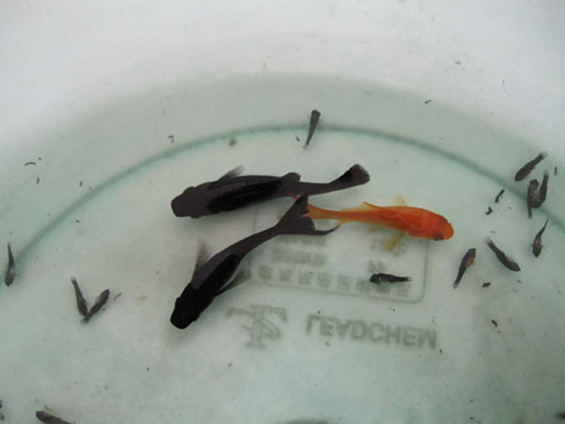 有 a target="_blank" href="/item/燕尾/9787" data-lemmaid="9787">