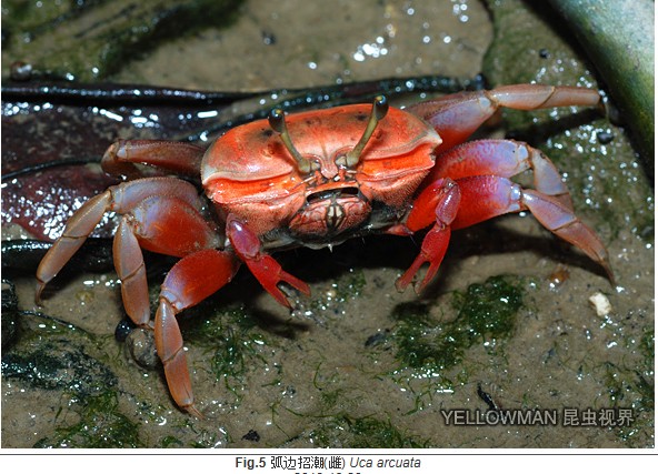 arcuata)为 a href="#" data-lemmaid="1401301">沙蟹科 /a> a>招潮属