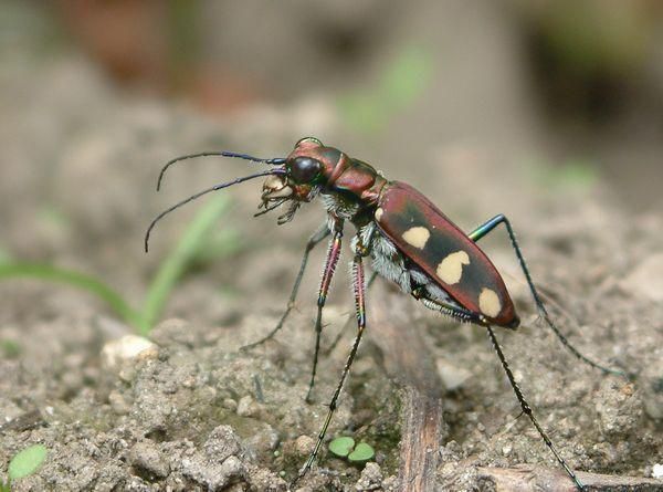  p>虎甲科  i>cicindelidae /i>,指的是 a href="#" data-lemmaid="
