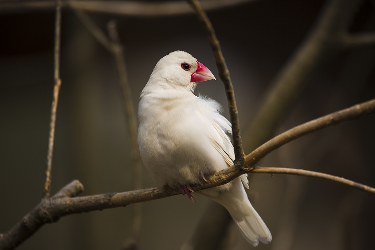  p> b>黑白文鸟 /b>(学名: i>lonchura bicolor /i>),是梅花雀科文鸟