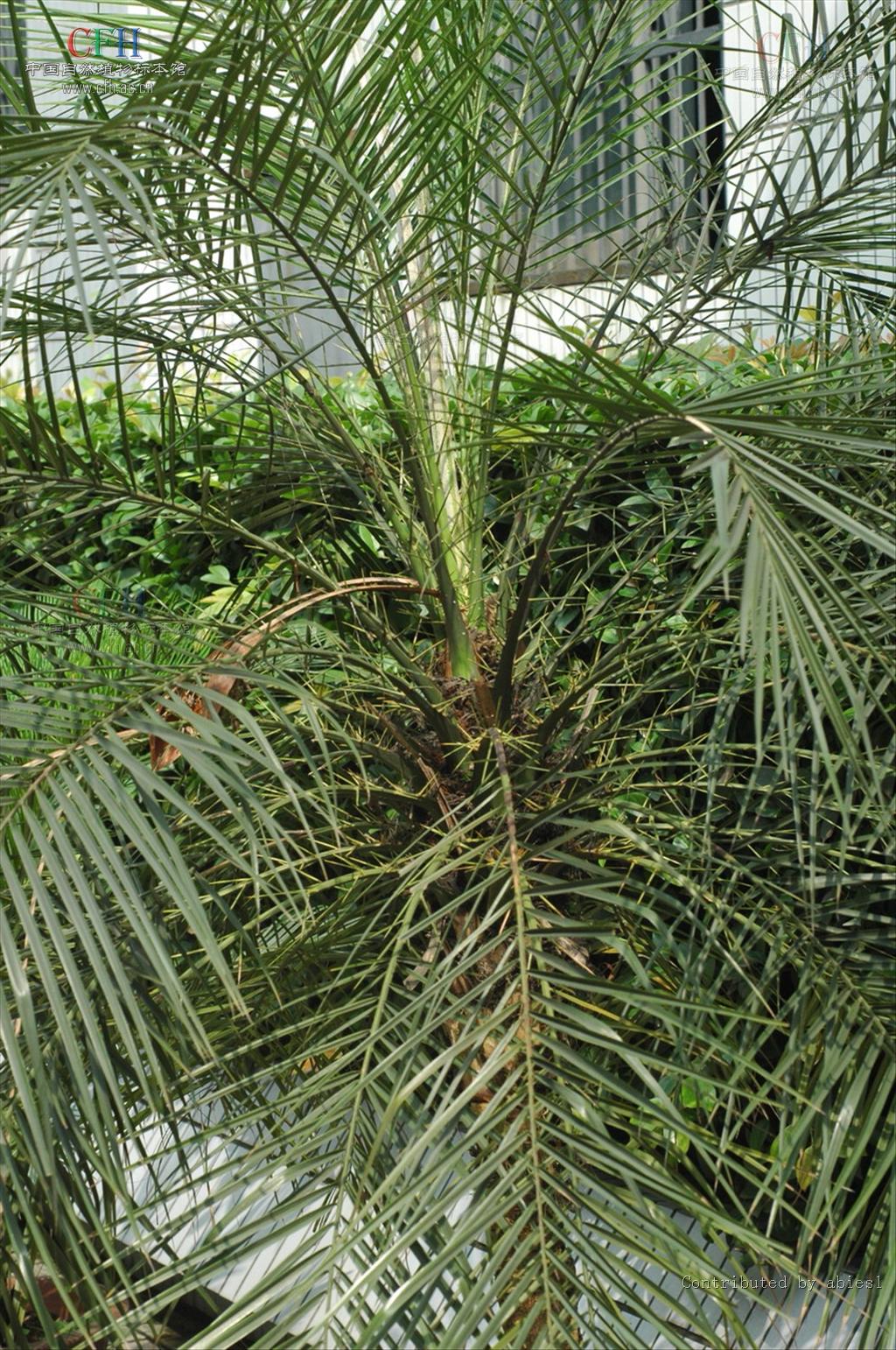 >江边刺葵( i>phoenix roebelenii /i> obrien)是棕榈科刺葵属的植物