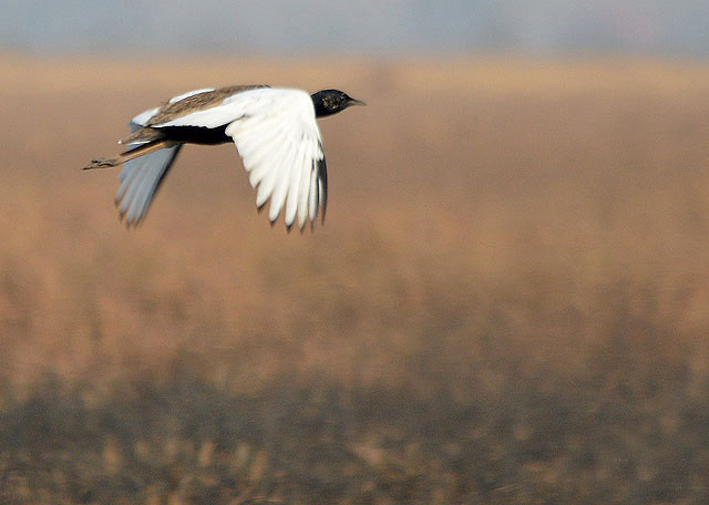  p>孟加拉鸨属(学名: i>houbaropsis /i>):是 a href="#" data-lemma