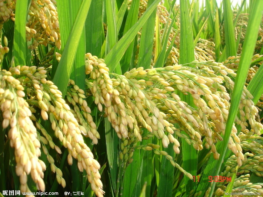 oryza latifolia desv.