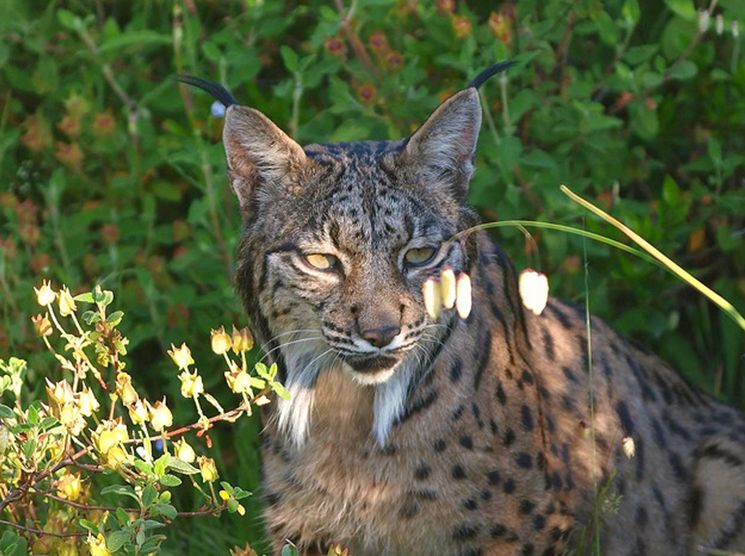 iberian lynx