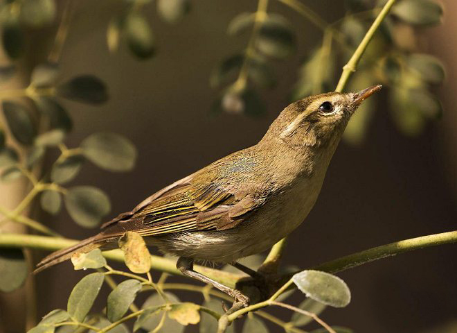  p>暗绿柳莺(学名: i>phylloscopus trochiloides /i>):小型鸟类,体长