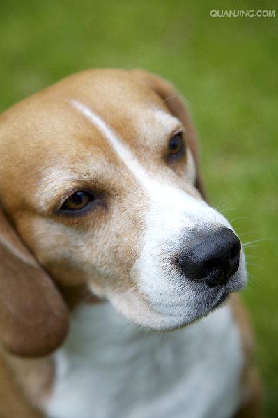  p>米格鲁猎兔犬又称为"比格犬",是世界名犬犬种之一,在分类上属于