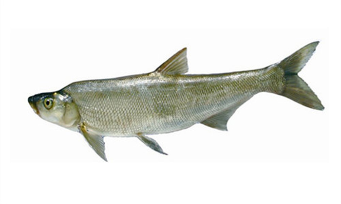 hemiculter leucisculus;white semiknife-carp