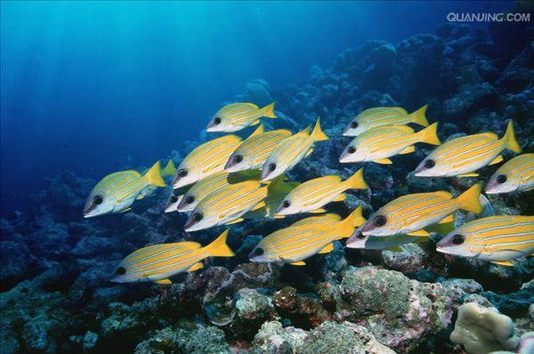  p>太平洋(pacific ocean)是世界上最大,最深,边缘海和岛屿最多的大洋