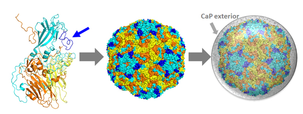 与一般矿化最大不同在于有 生物大分子生物体代谢,细胞,有机基质的