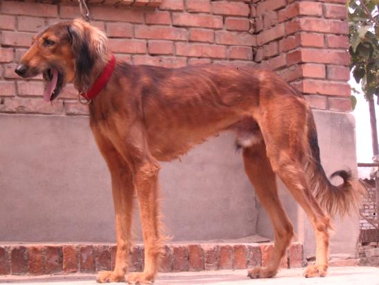 又名中国细犬,山东细犬