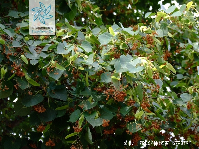 是椴树科,椴树属植物,乔木,高10米,树皮淡灰色,有不规则薄片状脱落