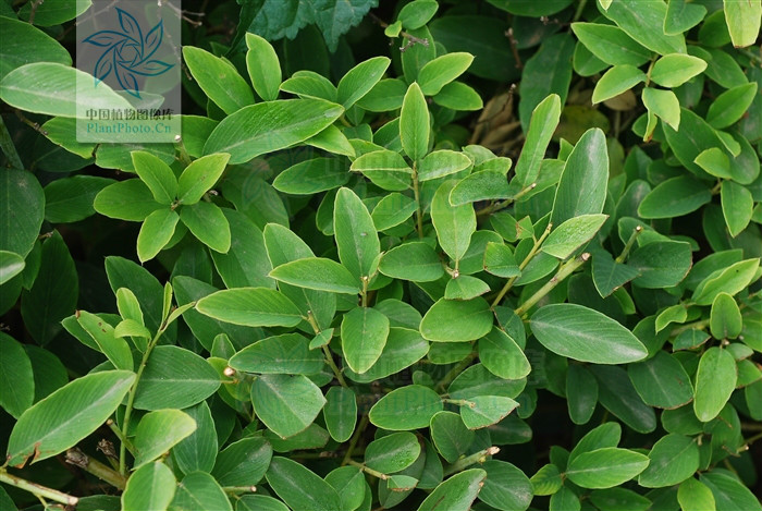  p>多叶勾儿茶(学名: i>berchemia polyphylla /i> var.