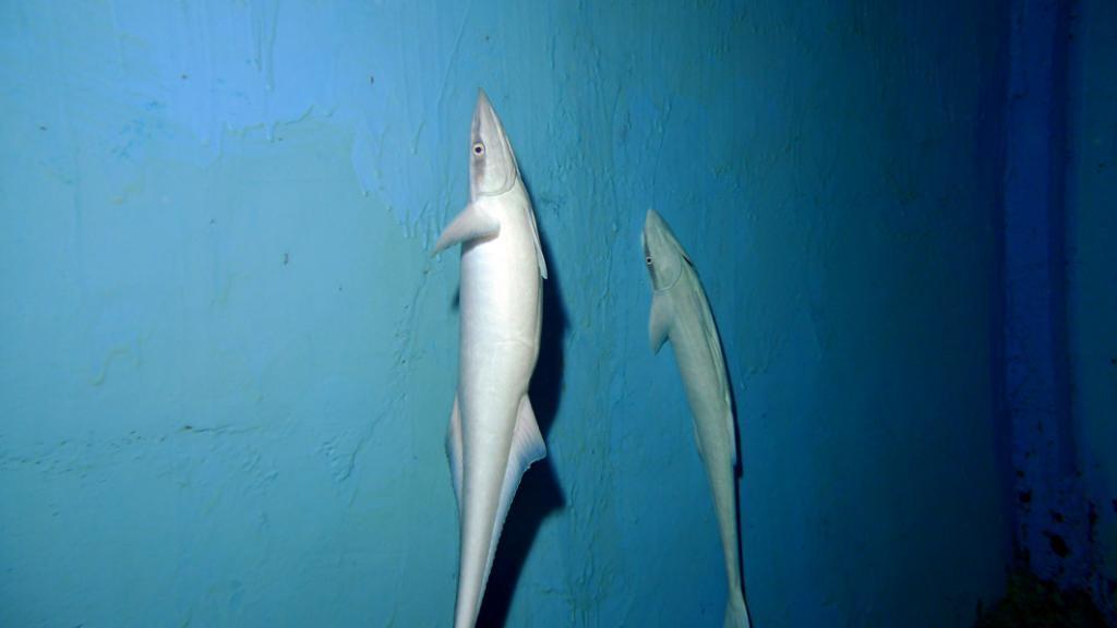  p>印鱼(remora亦作sharksucker或suckerfish),亦称   鱼或印颈鱼,是 