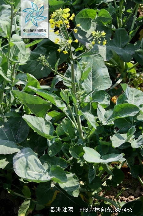  p>欧洲油菜 (学名: i>brassica napus /i> l.